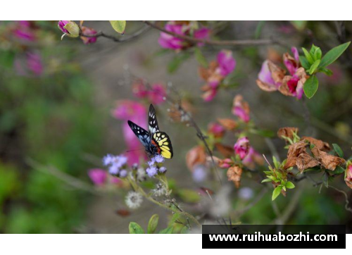 蝶恋花，蜂采蜜，繁花似锦多情季